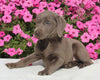 AKC Registered Labrador Retriever For Sale Millersburg OH Female-Ivy