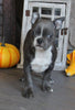 AKC Registered Boston Terrier For Sale Wooster OH Female-Hailey