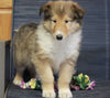 AKC Registered Collie (Lassie) For Sale Fredericksburg, OH Male- Louie