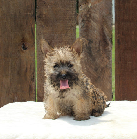 AKC Registered Cairn Terrier For Sale Millersburg OH -Male Jasper