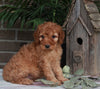 Medium F1BB Goldendoodle For Sale Millersburg OH Female-Dawn