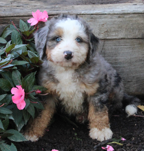 Mini Bernedoodle For Sale Millersburg OH Male-Kyle