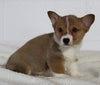 AKC Registered Pembroke Welsh Corgi For Sale Millersburg OH Male-Cody