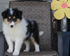 Collie Lassie For Sale Fredericksburg OH Female-Reba