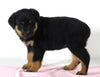 AKC Registered Rottweiler For Sale Wooster OH Female-Beauty