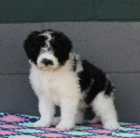 AKC Registered Portuguese Water Dog For Sale Fredricksburg OH Female-Effie