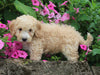 F1BB Mini Labradoodle For Sale Millersburg OH Female-Eden