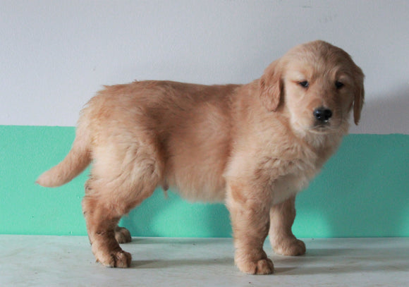 AKC Registered Golden Retriever For Sale Dundee, OH Male- Milo