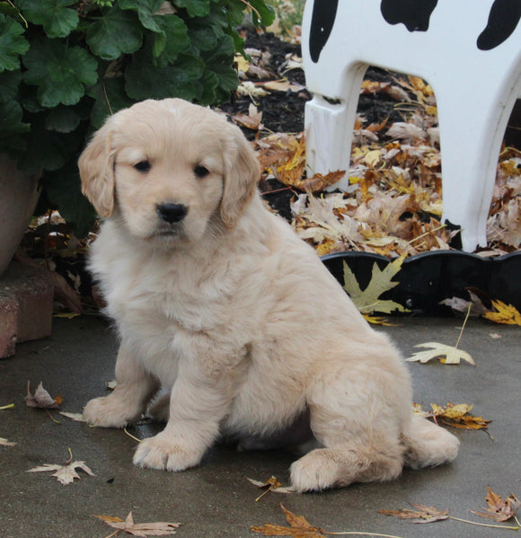 AKC Registered Golden Retriever For Sale Fredericksburg OH Male-Lewie