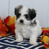 Mal-Shi For Sale Apple Creek OH Female-Bailey CURRENTLY HOUSE TRAINING