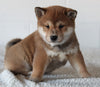 AKC Registered Shiba Inu For Sale Millersburg OH Female-Beauty