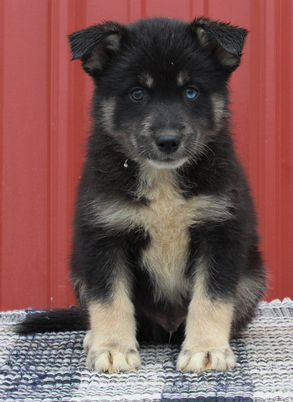 Pomsky Puppy For Sale Wooster OH-Male Ranger