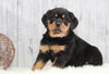 AKC Registered Rottweiler For Sale Holmesville, OH Female- Alexa