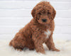 Goldendoodle (Standard) For Sale Dundee, OH Male- Henry