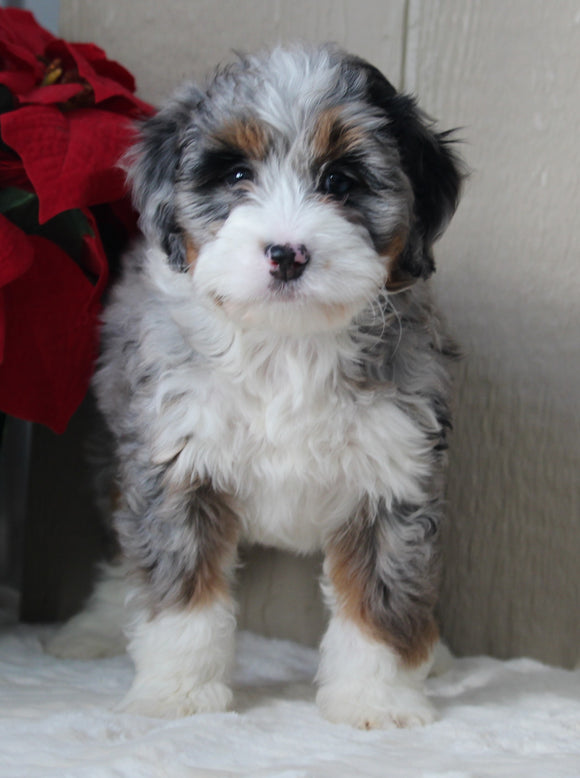 Mini Bernedoodle For Sale Millersburg OH Female-Emily