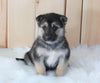 German Shepherd/ Siberian Husky Mix For Sale Millersburg, OH Female- Sadie