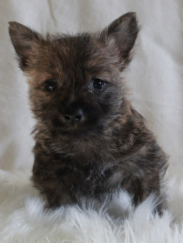AKC Registered Cairn Terrier For Sale Millersburg OH Male-Weston