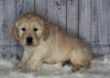Goldendoodle For Sale Sugarcreek, OH Male- Rocky
