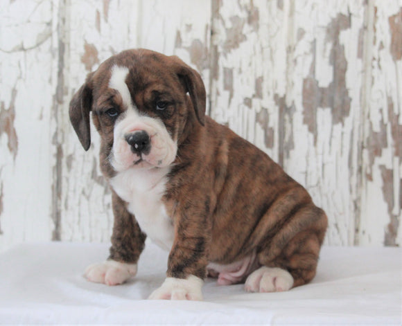 Beabull For Sale Holmesville, OH Male- Rex