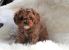 Cavapoo For Sale Baltic, OH Male- Norman