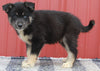 Pomsky Puppy For Sale Wooster OH-Male Ranger