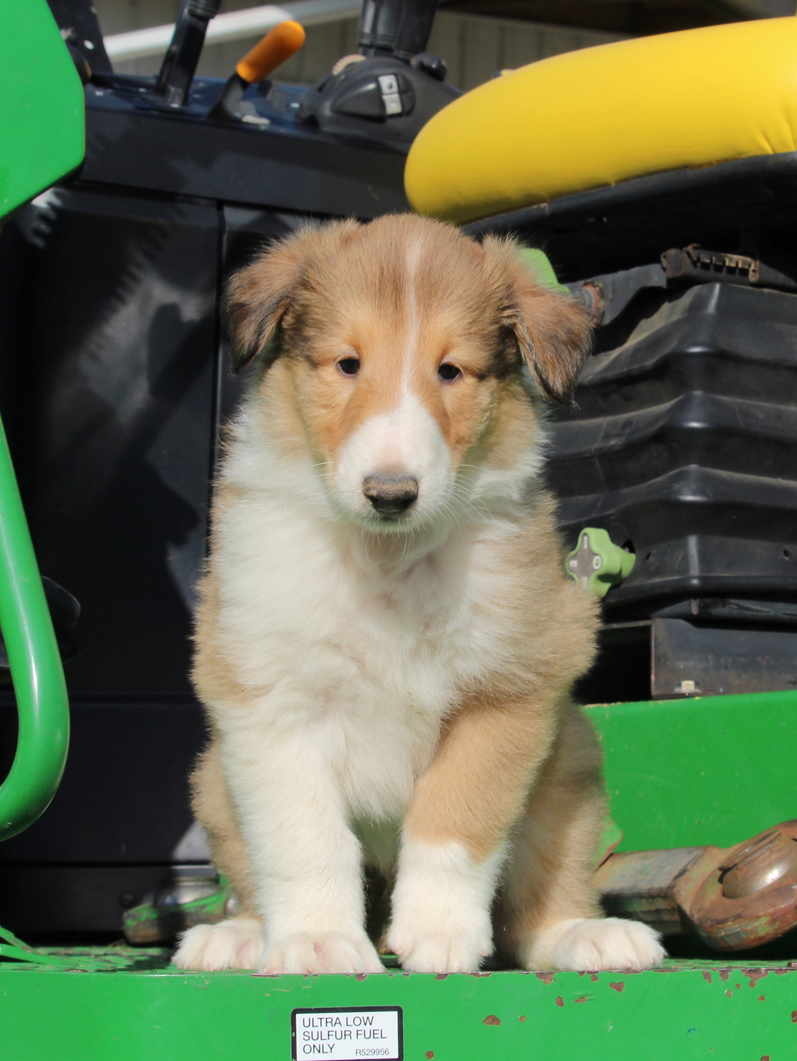 Akc Registered Collie Lassie For Sale Fredericksburg Oh Male Heath Ac Puppies Llc 5816