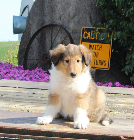 Collie Lassie For Sale Fredericksburg OH Female-Gwen