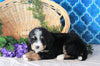 Bernedoodle For Sale Sugarcreek, OH Male- Marshall