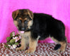 AKC Registered German Shepherd For Sale Millersburg OH Female-Rachelle