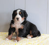 AKC Registered Bernese Mountain Dog For Sale Millersburg, OH Female- Carmen