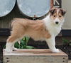 AKC Registered Collie Lassie For Sale Fredricksburg OH Female-Hallie