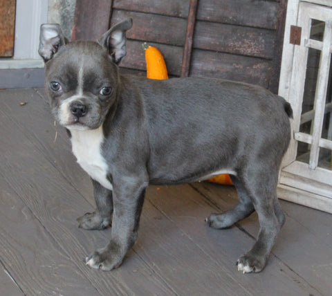 AKC Registered Boston Terrier For Sale Wooster OH Female-Hailey