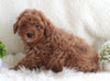 AKC Registered Miniature Poodle For Sale Millersburg OH Male-Tarzan