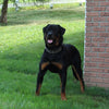 AKC Registered Rottweiler For Sale Sugarcreek OH Male-Rambo