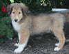 AKC Registered Lassie Collie For Sale Millersburg OH Male-Willie