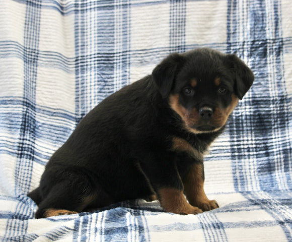 AKC Registered Rottweiler For Sale Shreve OH Female-Bella