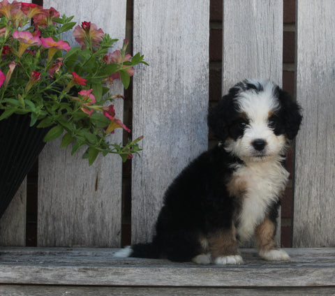Mini Bernedoodle For Sale Sugarcreek OH Male-Mickie