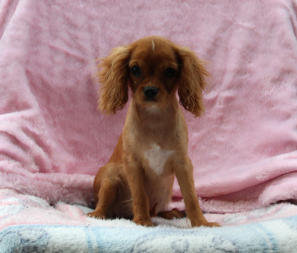 Cavalier For Sale Millersburg OH Female-Ulania