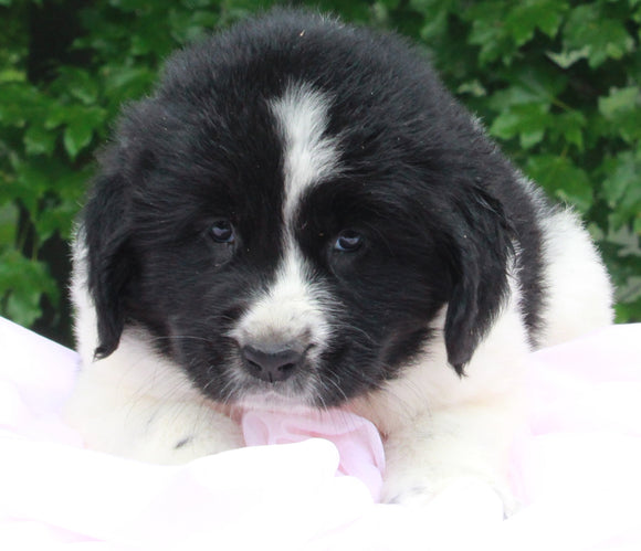 AKC Newfoundland For Sale Millersburg OH -Female Kelly