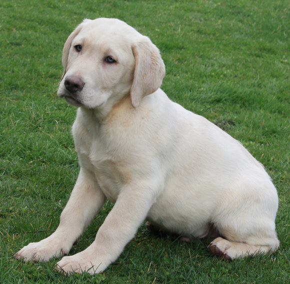 AKC Registered Labrador Retreiver For Sale Sugarcreek OH Male- Rocky