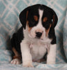 Beabull For Sale Navarre OH Male-Buster