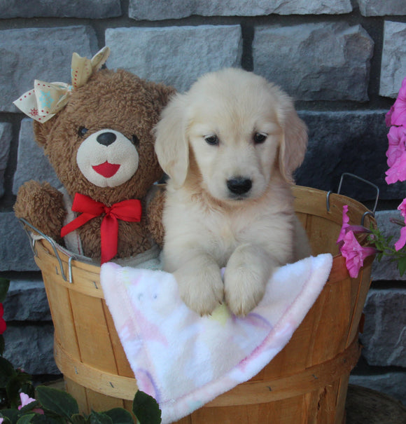 AKC Registered Golden Retriever For Sale Brinkhaven OH Female-Kelly