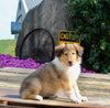 Collie Lassie For Sale Fredericksburg OH Female-Gwen