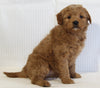 Mini Goldendoodle For Sale Beach City OH Female-Willow