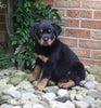 AKC Registered Rottweiler For Sale Shreve OH Male-Diesel