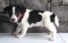 Jack Russel For Sale Millersburg OH Male-Alex