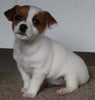 Jack Russel Terrier For Sale Fredericksburg OH Female-Sophia
