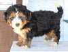 Mini Bernedoodle For Sale Millersburg OH Male-Baxter