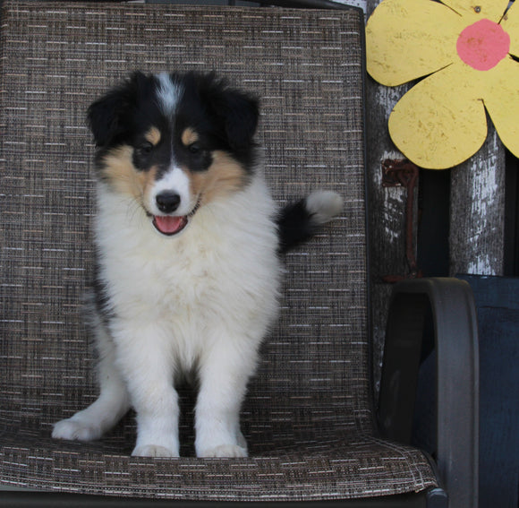 Collie Lassie For Sale Fredericksburg OH Female-Reba