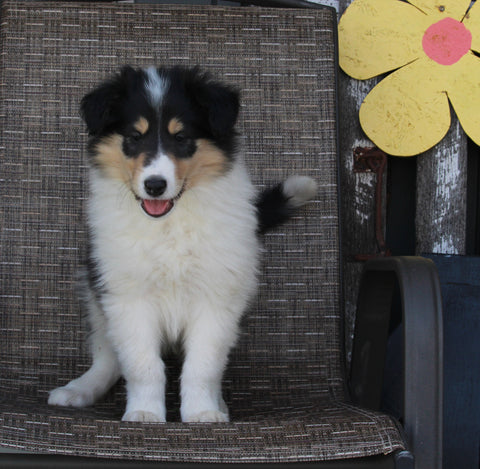 Collie Lassie For Sale Fredericksburg OH Female-Reba